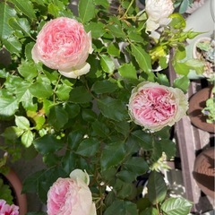 バラ　挿木苗　ピンクの画像