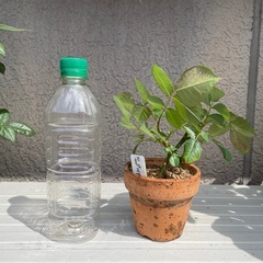 バラ　挿木苗　ピンクの画像