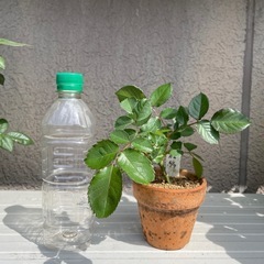 バラ　挿木苗　ピンク