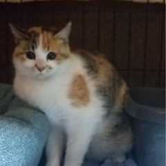 今度は私も幸せになりたい三毛猫ちゃん