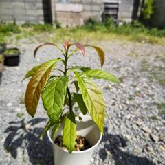 (話し中)アボカドの画像