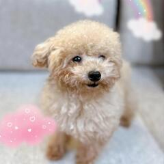 ティーカッププードルの男の子