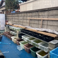 メダカ激安販売🐟の画像