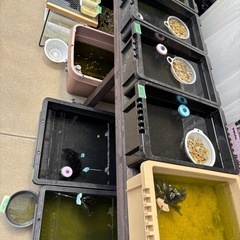 メダカ激安販売🐟の画像