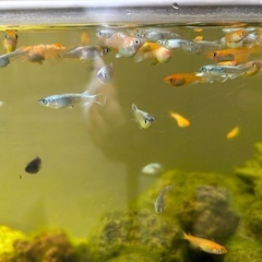 メダカ激安販売🐟の画像