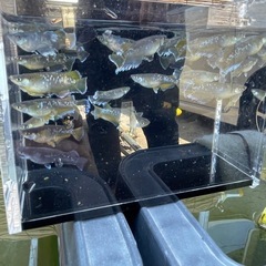 メダカ激安販売🐟