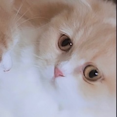スコティッシュフォールド