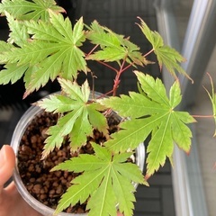 ミニ盆栽　モミジの苗木