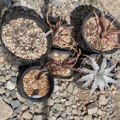 dyckia 等々