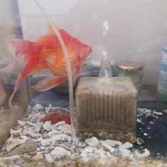 金魚　琉金　雄の画像