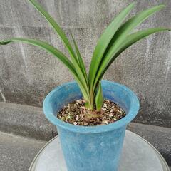 観葉植物「「アマリリス」」