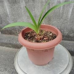 アマリリス((観葉植物))