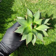 アガベ　フィリフェラxイシスメンシスの画像