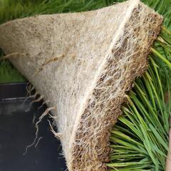 【成立】【まとめ買いならお値引き】コシヒカリ　苗の画像