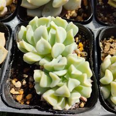 センペルビウム、エケベリア　1ポットの画像