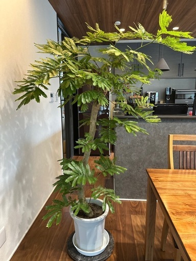 エバーフレッシュ　コメント利用身分確認待ち