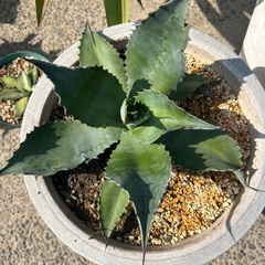 アガベ　ミスターリップル鉢ごと