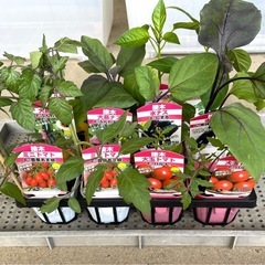 夏野菜接木苗12株