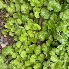 終了　野草　ユキノシタの画像
