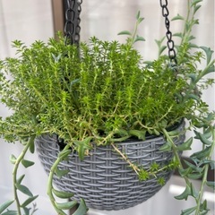最終値下げ★多肉植物★ハンギングバスケット　吊り下げ式