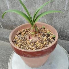 アマリリス(観葉植物)素焼きの鉢