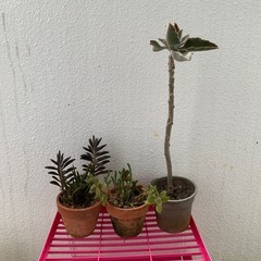 多肉植物