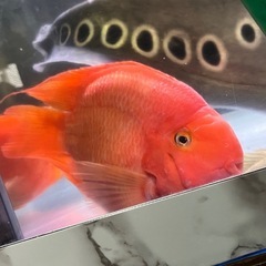 熱帯魚　パロットファイヤー4匹セット