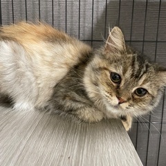 ミヌエット　5ヶ月