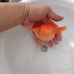 金魚　国産ピンポンパールの画像