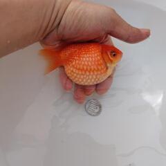 金魚　国産ピンポンパールの画像