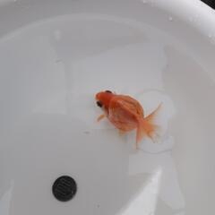 金魚　国産ピンポンパールの画像