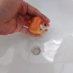 金魚　国産ピンポンパールの画像