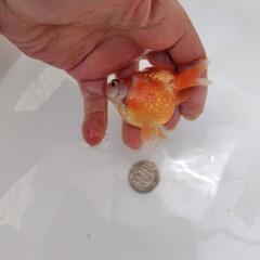 金魚　国産ピンポンパールの画像