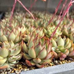 多肉植物　自分で選ぶ１０苗　の画像