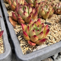 多肉植物　自分で選ぶ１０苗　の画像