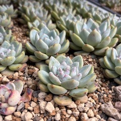 多肉植物　自分で選ぶ１０苗　の画像