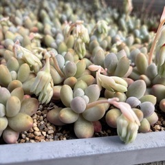 多肉植物　自分で選ぶ１０苗　の画像