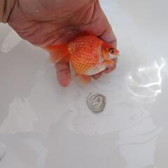 金魚　国産ピンポンパールの画像