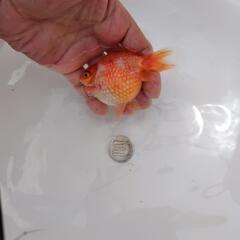 金魚　国産ピンポンパールの画像