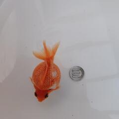 金魚　国産ピンポンパールの画像