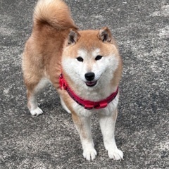 💕💕約5歳の柴犬里親緊急募集
