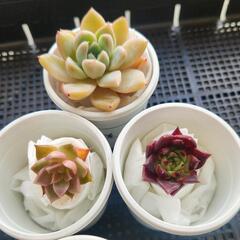 多肉植物　1株　1,000円　の画像