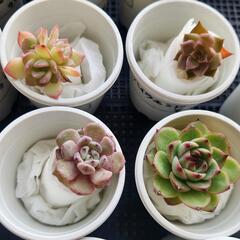 多肉植物　1株　1,000円　の画像