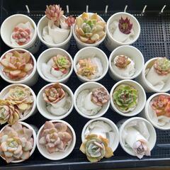 多肉植物　