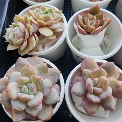 多肉植物　1株　1,000円　の画像