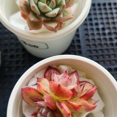 多肉植物　1株　1,000円　の画像