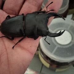 オオクワガタ　久留米産の画像