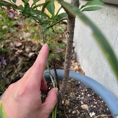 スモモ 台木の画像