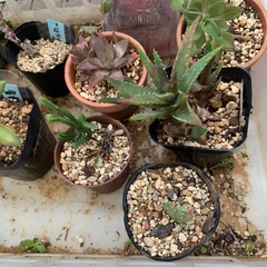 多肉植物☆10鉢の画像