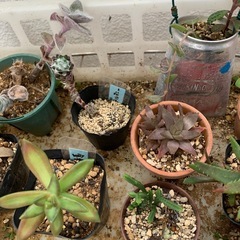 多肉植物☆10鉢の画像